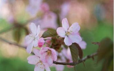 桃花代表什么生肖