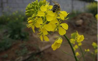 清馨是什么意思