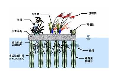 岛的结构