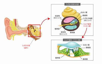 耳