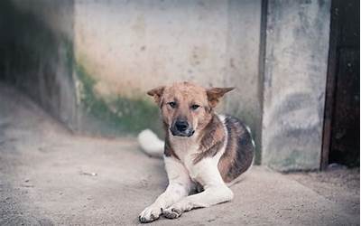 中华田园犬寿命