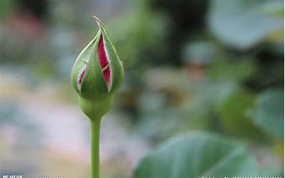 花骨朵是什么意思