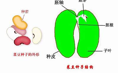 子是什么结构