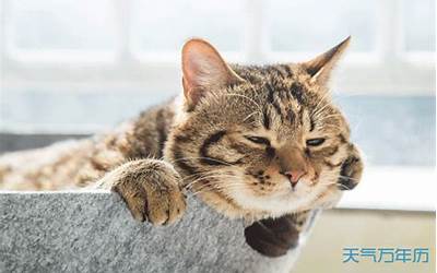 梦到猫死了