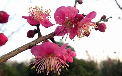 梅花在什么季节开