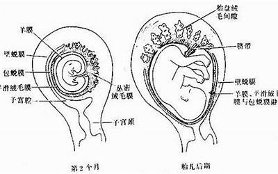 从是什么结构