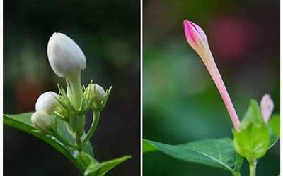 什么的花蕾