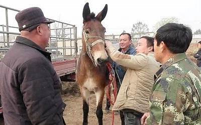 人与驴交配