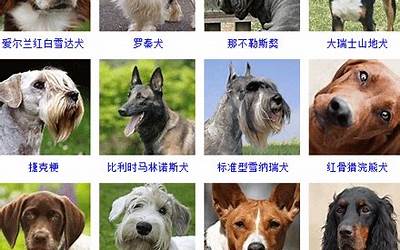 狗狗的名字