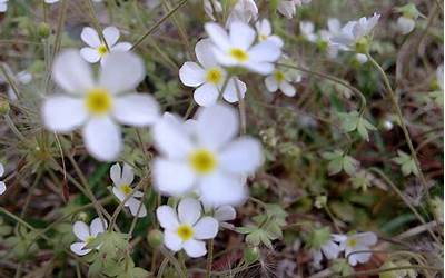 小白花是什么意思