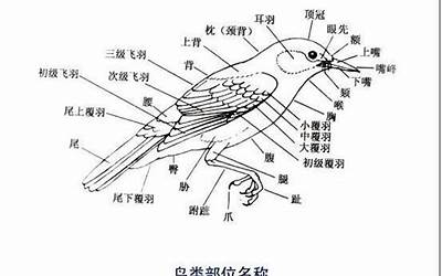 鸟的名称