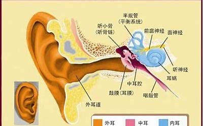 耳骨外翻