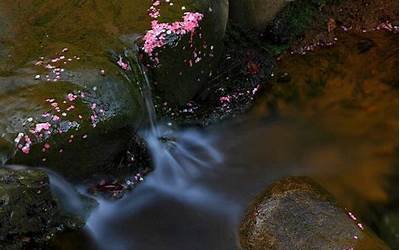 什么花流水