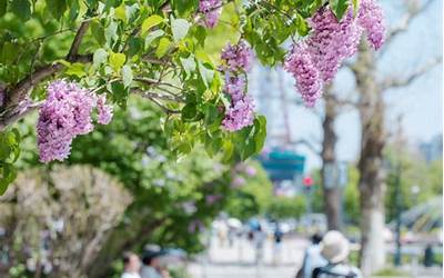 丁香树适合庭院种植吗