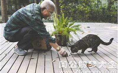 梦见喂猫