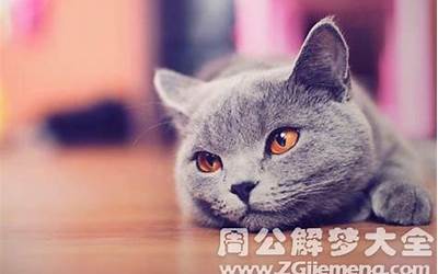 梦见捡到一只猫