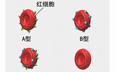 人类血型