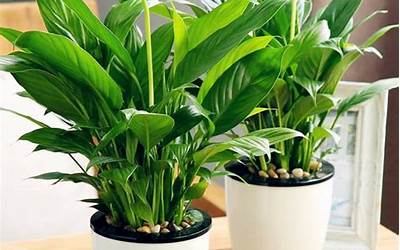 适合室内养的50种植物