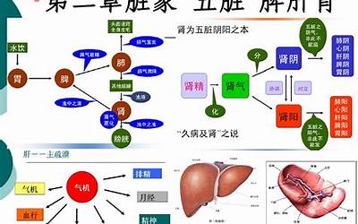 肝和脾的关系