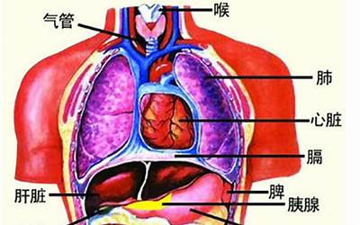 五脏六腑位置