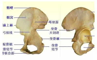 一个骨一个宽