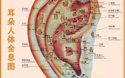 耳朵上(耳朵上穴位有哪些)