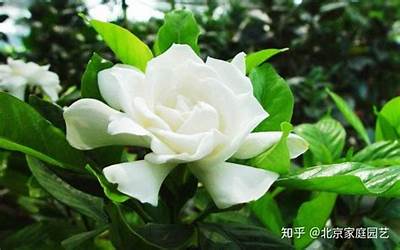 栀子花寓意(栀子花代表什么含义)