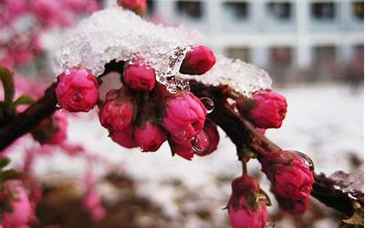 腊梅花什么时候开(怎么管理才能开花)