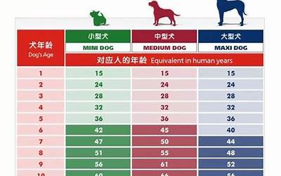 狗可以活几年(超级准狗狗年龄换算)