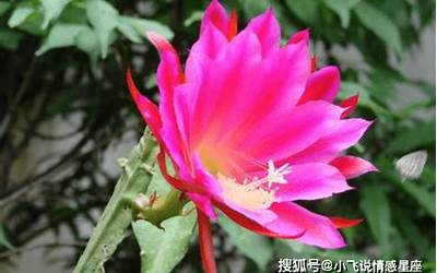 花开花败(梦见花开花败有什么预兆)