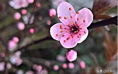 幸运花是什么花(你是几月份出生的)