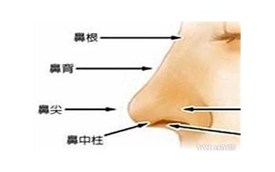 鼻背(鼻背是哪个位置)