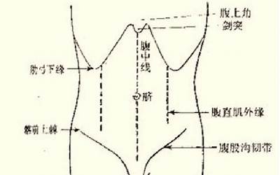 腹中线(什么叫腹中线)