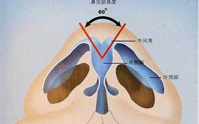 鼻部(关于鼻部最全的知识总结在这里)