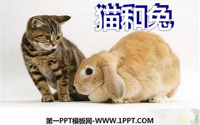 猫和兔(猫和兔子的相同点和不同点是什么)