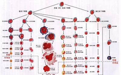 人类血型有几种(人类主要血型系统简介)