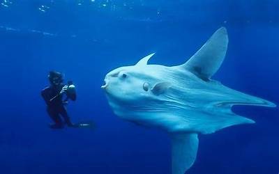 奇异生物(马里亚纳海沟的10种奇异生物)