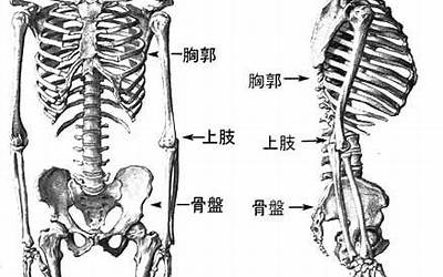 骨格(骨格词语解释)