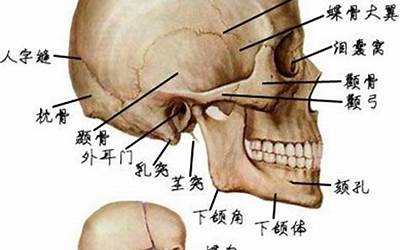 后枕骨(后枕骨词语解释)