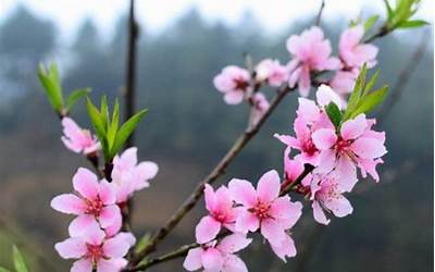 子午卯酉四桃花(子午卯酉四桃花是什么意思)