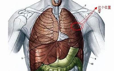 胸口位置(胸口在什么位置)