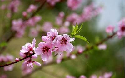 年柱桃花(看你是哪些桃花)