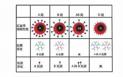 a型血性格(A型血的人一般是什么性格呢)