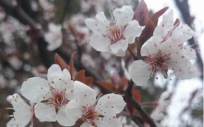 小树开花(这3种开花小树)