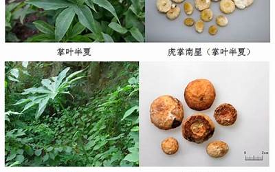 虎掌(虎掌是一种什么样的植物)