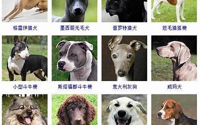 公犬名字大全霸气(好听的公狗狗名字大全)