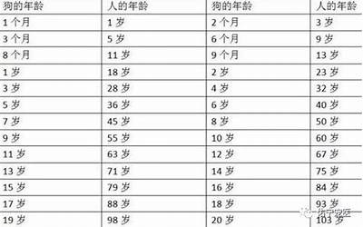 狗的岁数怎么算(狗的年龄怎么计算的)