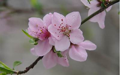 桃花什么季节开花(桃花是什么季节开的)