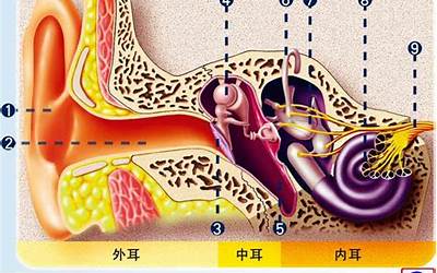 耳部结构(耳部结构是什么)