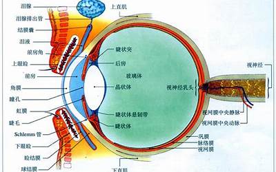 人的眼睛(视觉系统是什么样子)